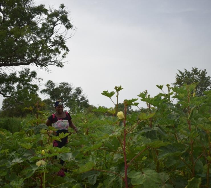 AFD-Bamtal Rewbe Project in Koussanar and Tambacounda